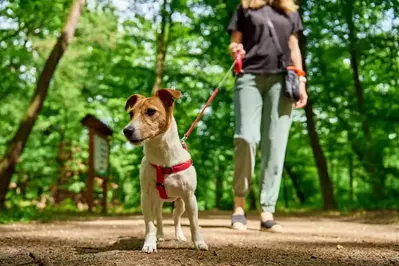 dog friendly trail in the smoky mountains