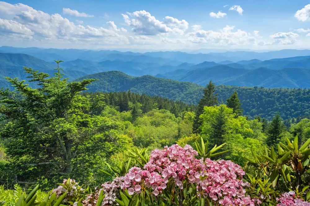 smoky mountain wildflowers