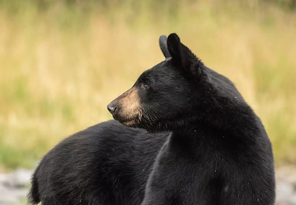 black bear in the Smoky Mountains