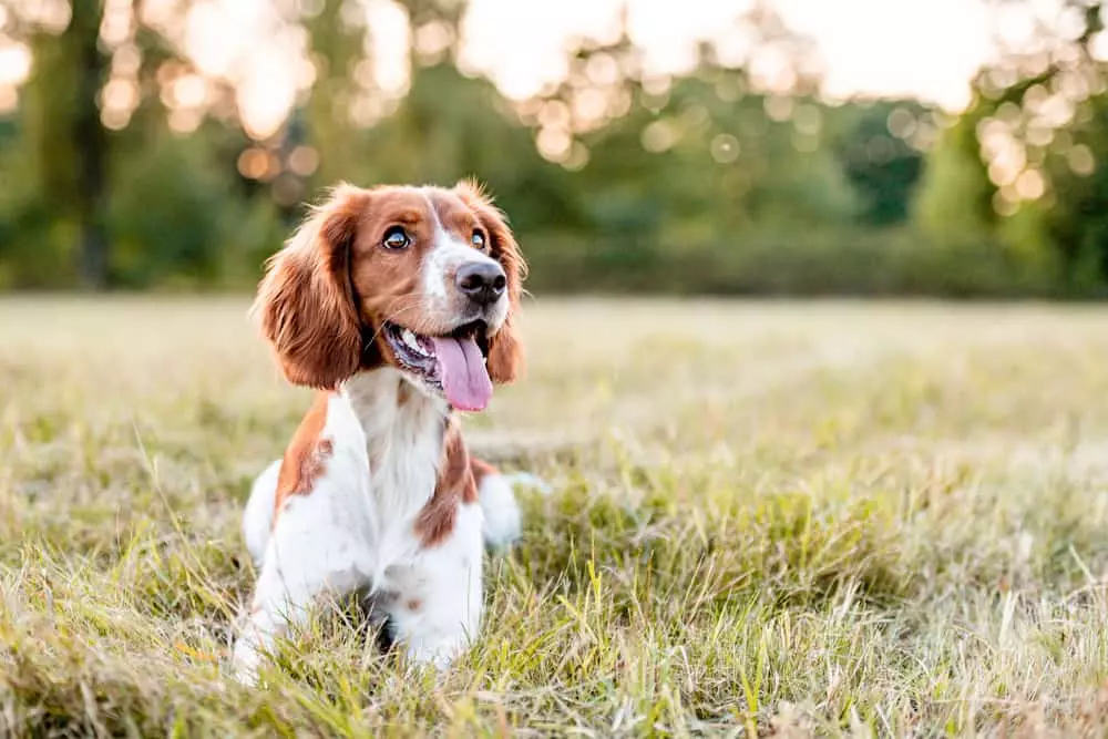 Dog playing in the grass