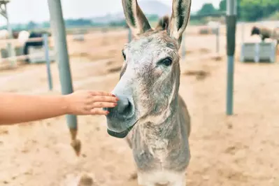 petting zoo