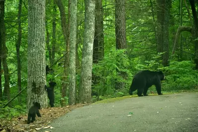 Black Bear and Cubs