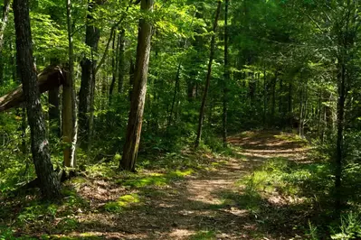 hiking trail in the smoky mountains