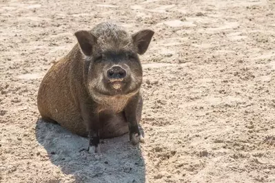 vietnamese pot bellied pig