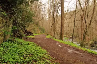 little river trail in the smoky mountains