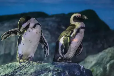 penguins in an aquarium