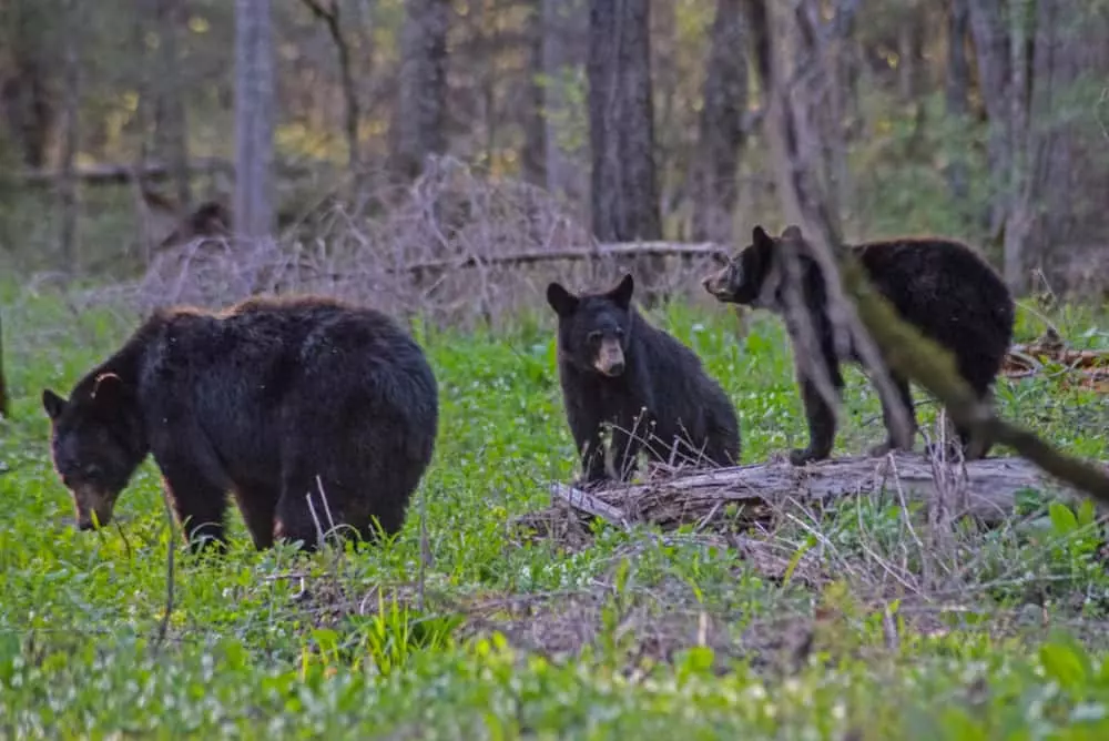 three bears in Cades Cove