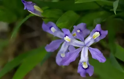 crested dwarf iris