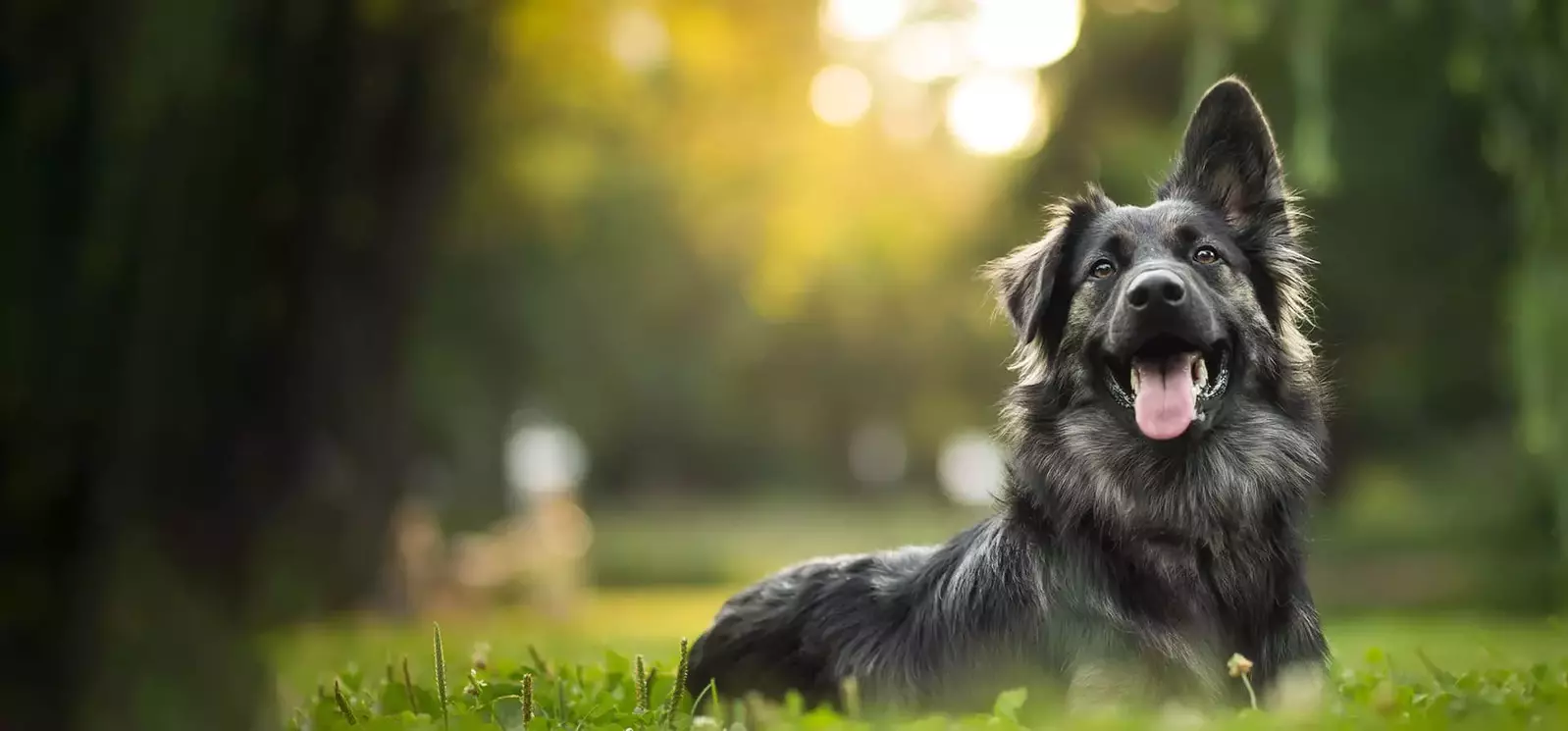 dog lying in grass