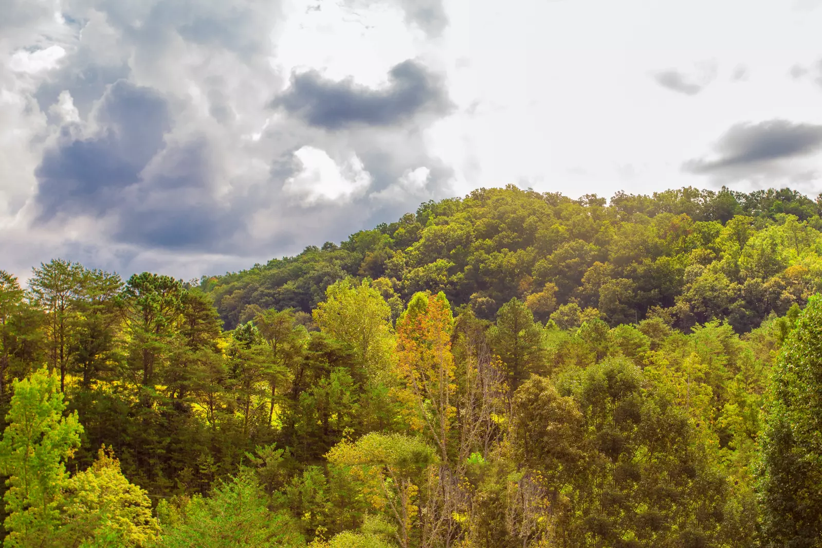 Splendor In The Smokies