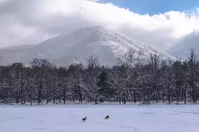 snowy cades cove