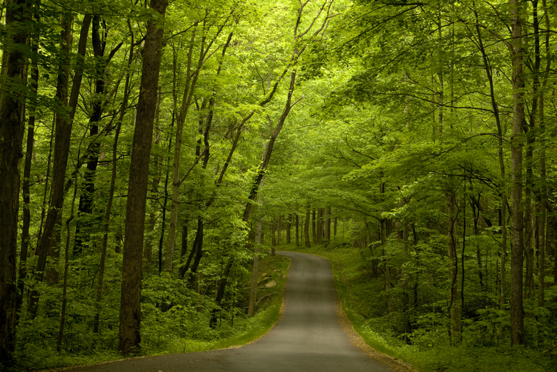 Roaring Fork Motor Nature Trail